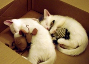 爱游戏网页版-北京队对阵爵士，霍勒迪关键战不手软