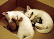 爱游戏网页版-北京队对阵爵士，霍勒迪关键战不手软