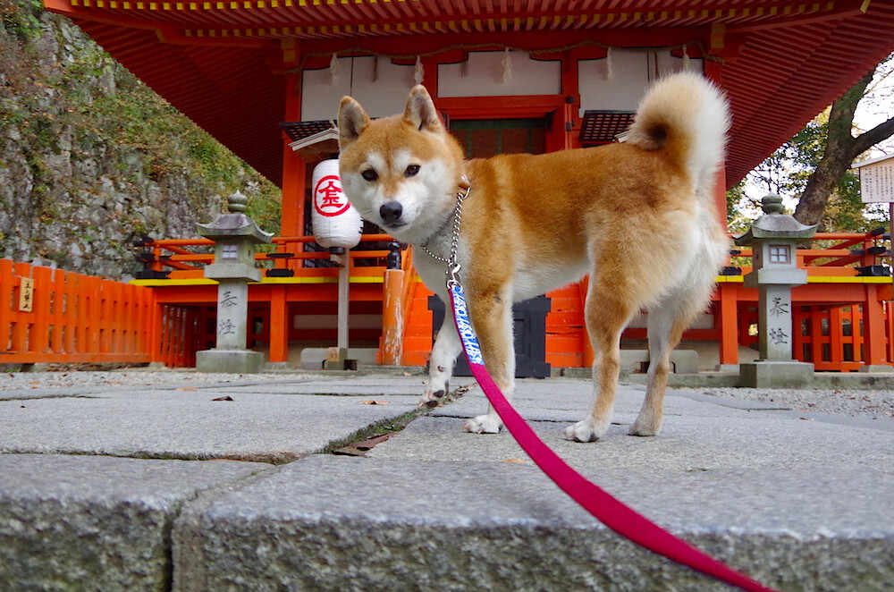 欧冠淘汰赛焦点战，中国火力如何压制葡萄牙足球传统？